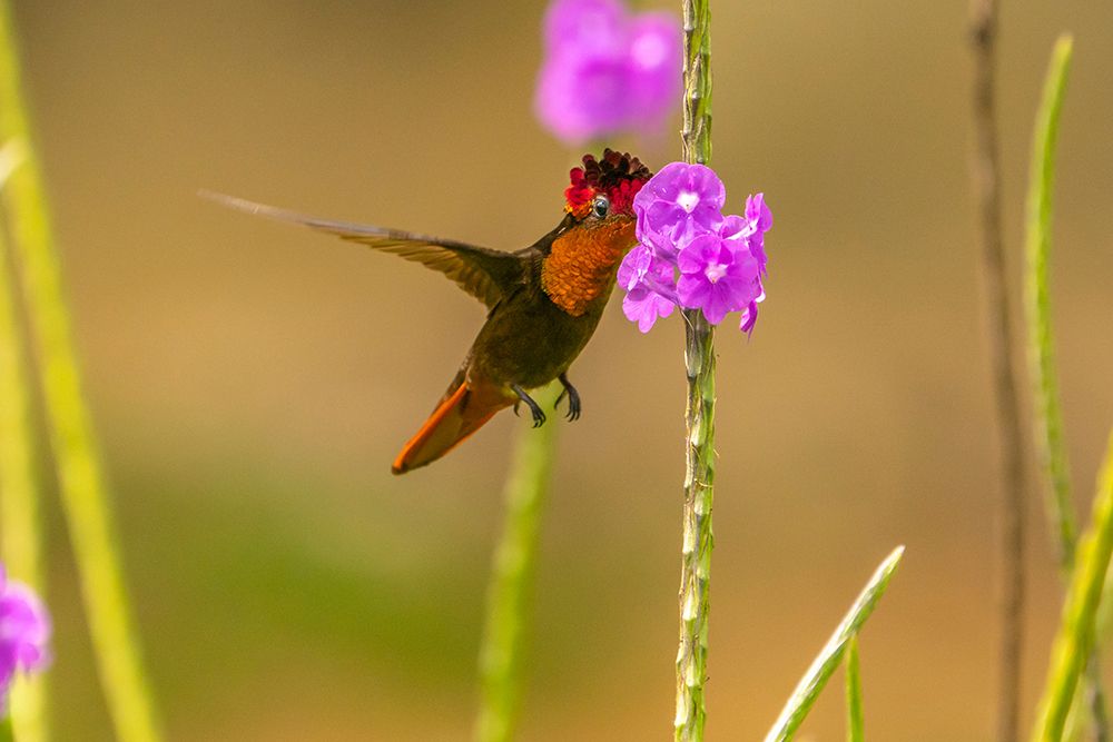 Wall Art Painting id:603872, Name: Trinidad. Ruby topaz hummingbird feeding on vervain flowers., Artist: Jaynes Gallery