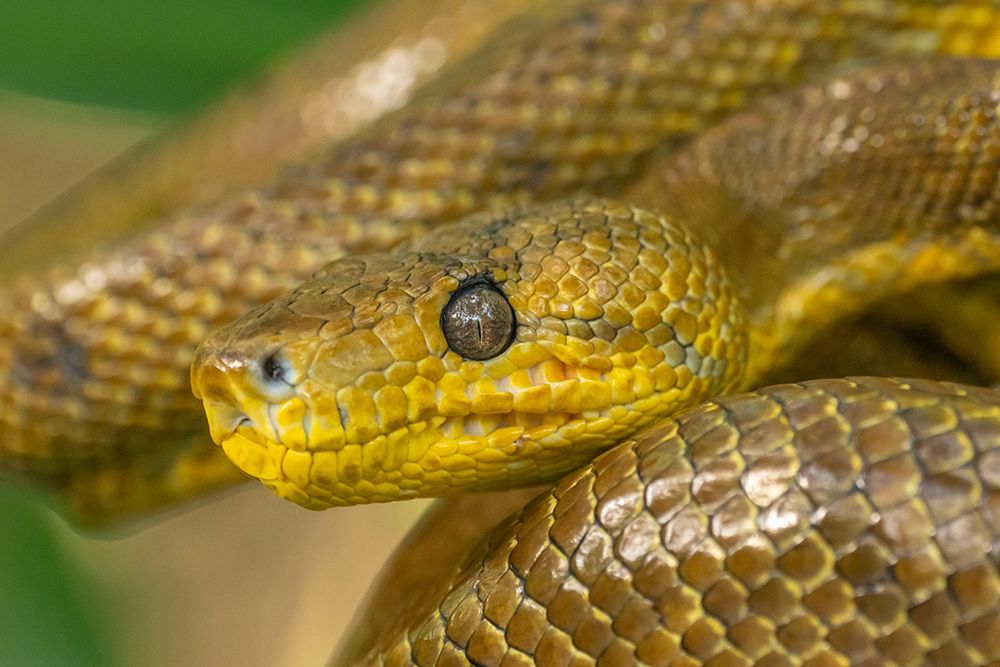 Wall Art Painting id:603873, Name: Trinidad-Caroni Swamp. Cooks tree boa close-up., Artist: Jaynes Gallery