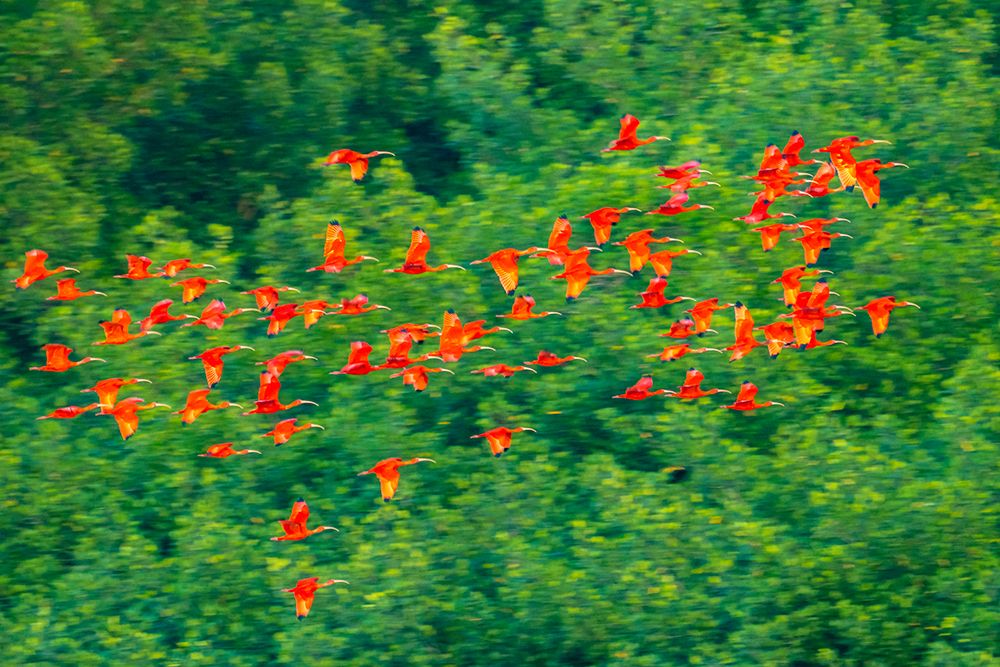 Wall Art Painting id:603874, Name: Trinidad-Caroni Swamp. Scarlet ibis birds in flight., Artist: Jaynes Gallery