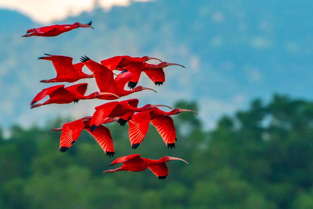 Wall Art Painting id:603876, Name: Trinidad-Caroni Swamp. Scarlet ibis birds in flight., Artist: Jaynes Gallery