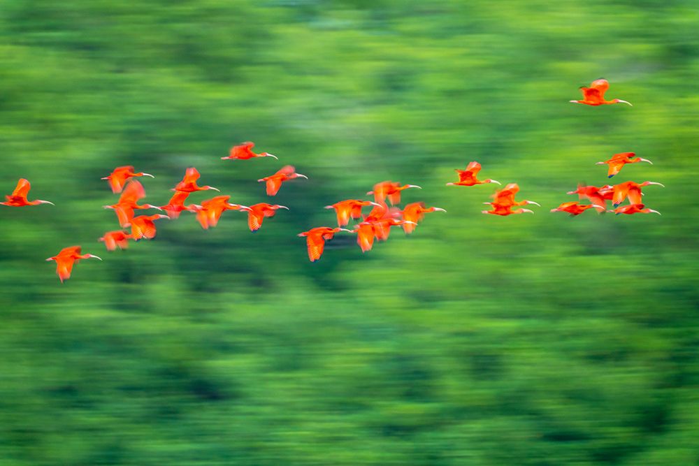 Wall Art Painting id:603877, Name: Trinidad-Caroni Swamp. Scarlet ibis birds in flight., Artist: Jaynes Gallery