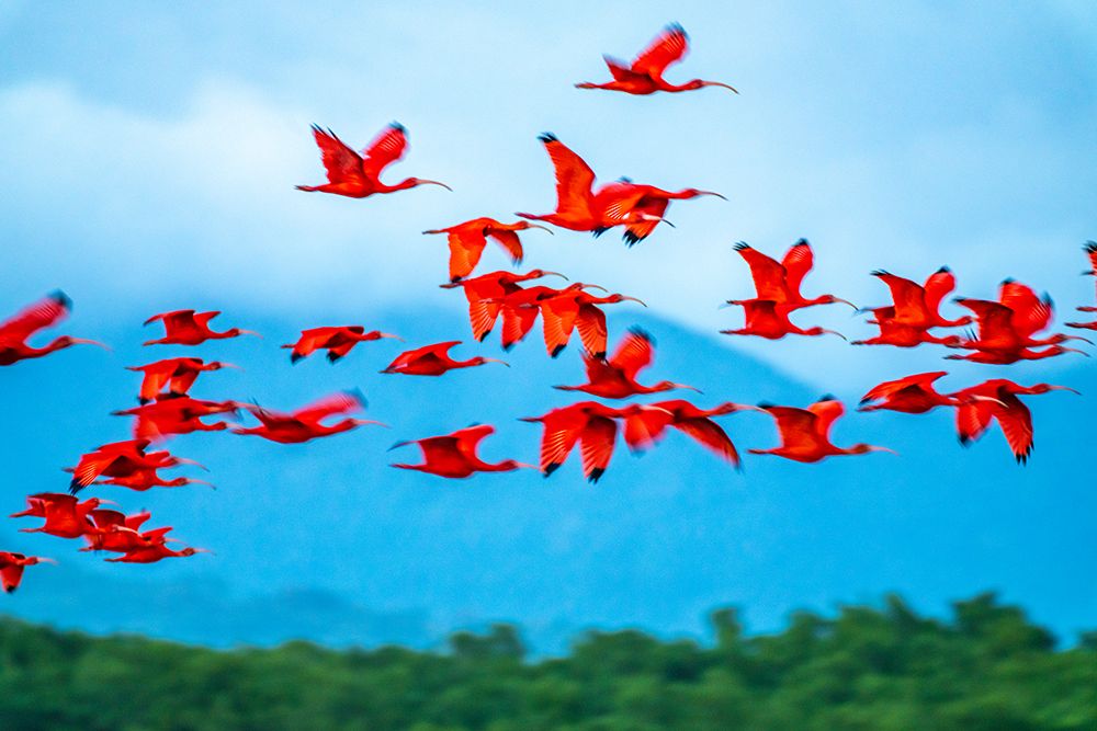 Wall Art Painting id:603878, Name: Trinidad-Caroni Swamp. Scarlet ibis birds in flight., Artist: Jaynes Gallery