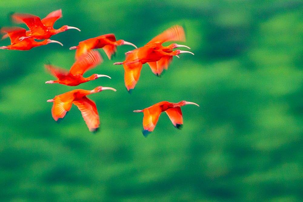 Wall Art Painting id:603879, Name: Trinidad-Caroni Swamp. Scarlet ibis birds in flight., Artist: Jaynes Gallery