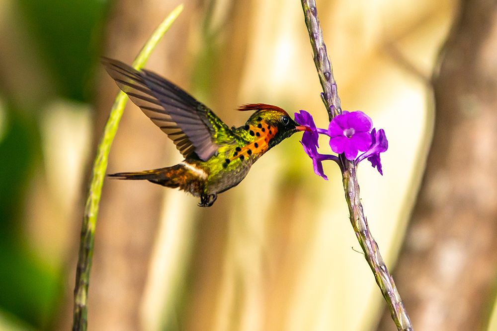 Wall Art Painting id:603882, Name: Trinidad. Tufted coquette hummingbird feeding on vervain flower., Artist: Jaynes Gallery