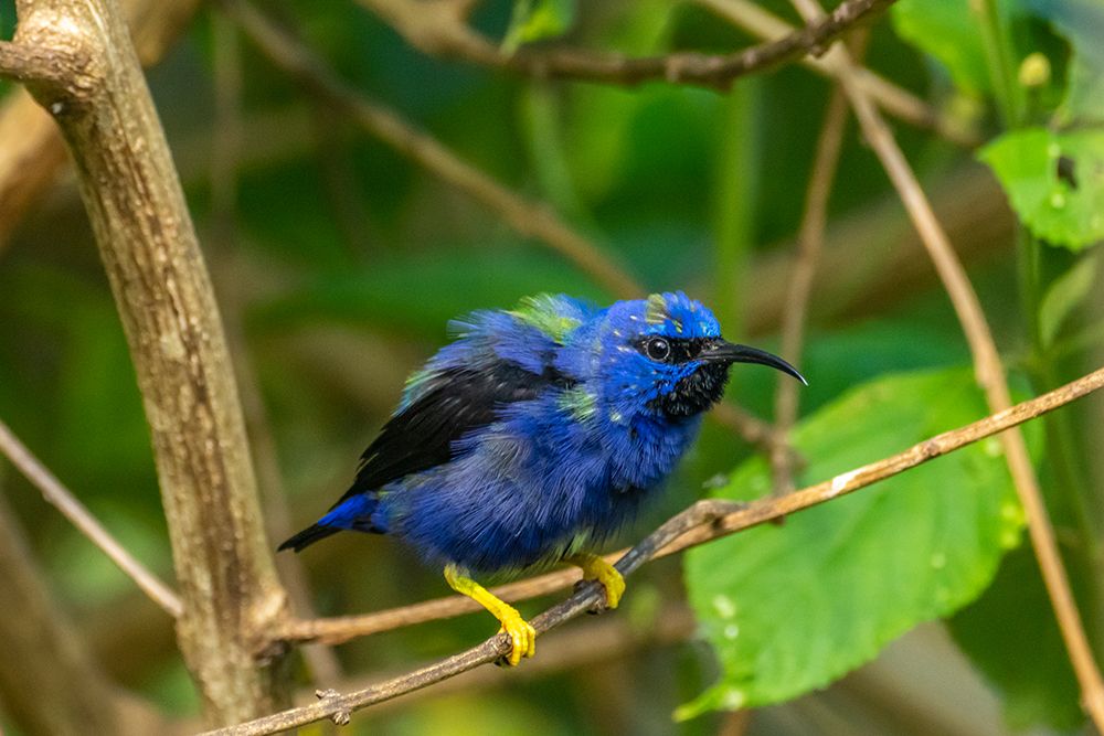 Wall Art Painting id:603883, Name: Trinidad. Purple honeycreeper male in Yerette refuge., Artist: Jaynes Gallery