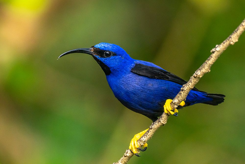Wall Art Painting id:603885, Name: Trinidad. Purple honeycreeper male in Yerette refuge., Artist: Jaynes Gallery