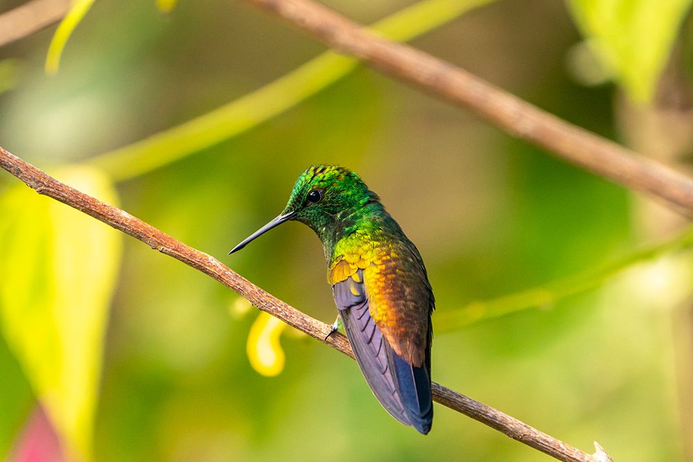 Wall Art Painting id:603886, Name: Trinidad. Copper-rumped hummingbird in Yerette refuge., Artist: Jaynes Gallery