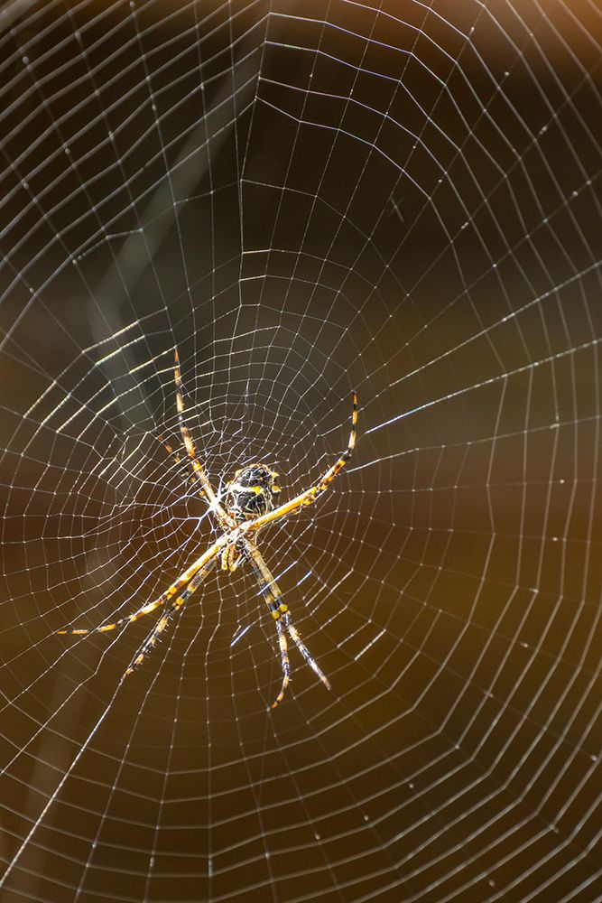 Wall Art Painting id:603887, Name: Trinidad. Orb weaver spider and web in Yerette., Artist: Jaynes Gallery