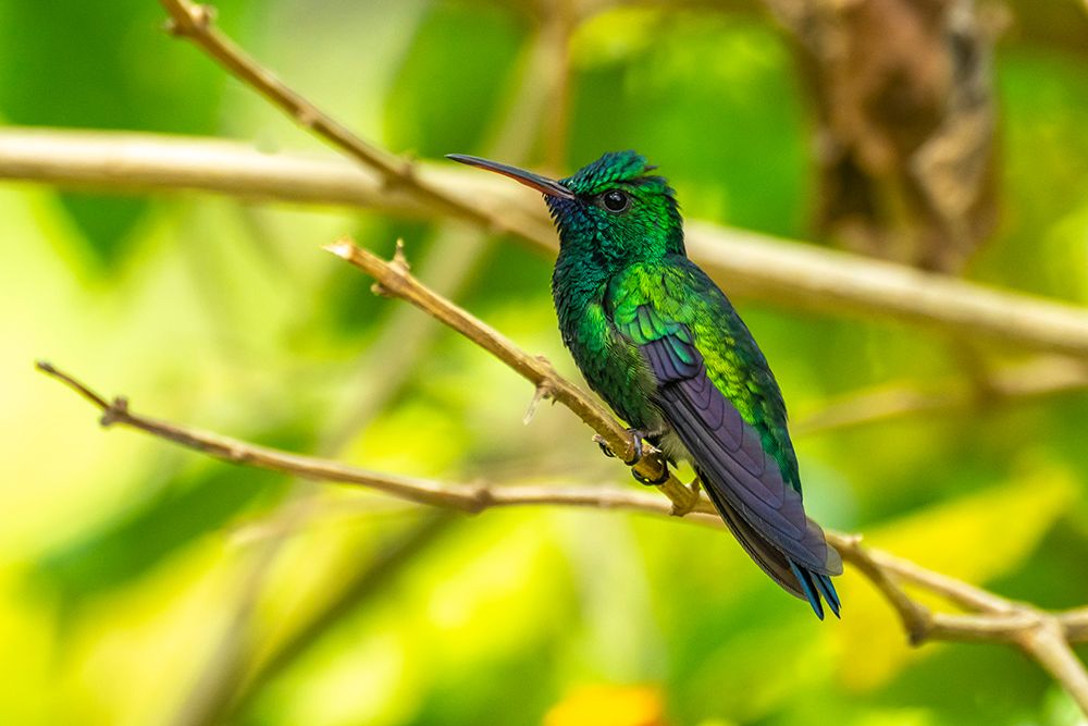 Wall Art Painting id:603889, Name: Trinidad. Blue-chinned sapphire hummingbird in Yerette refuge., Artist: Jaynes Gallery