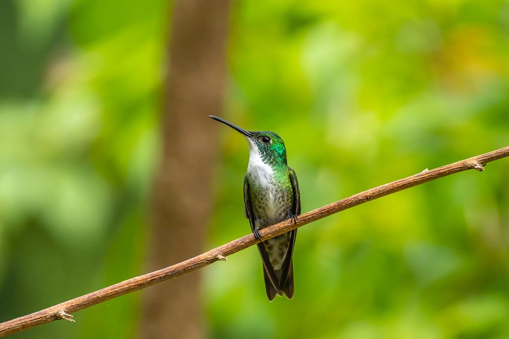 Wall Art Painting id:603892, Name: Trinidad. White-chested emerald hummingbird on limb., Artist: Jaynes Gallery