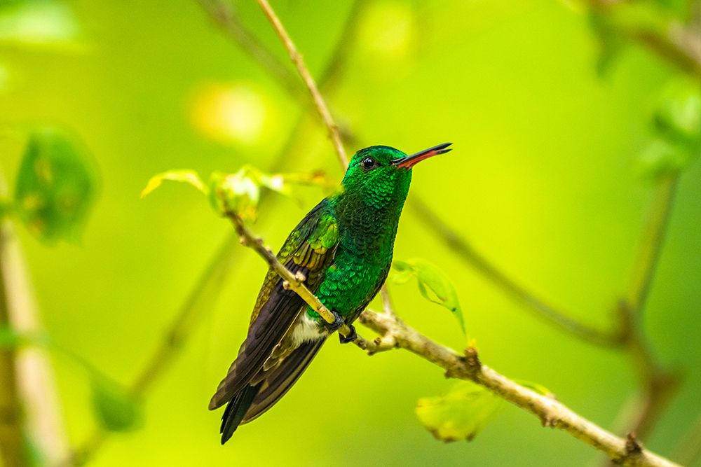 Wall Art Painting id:603894, Name: Trinidad. Copper-rumped hummingbird in Yerette refuge., Artist: Jaynes Gallery