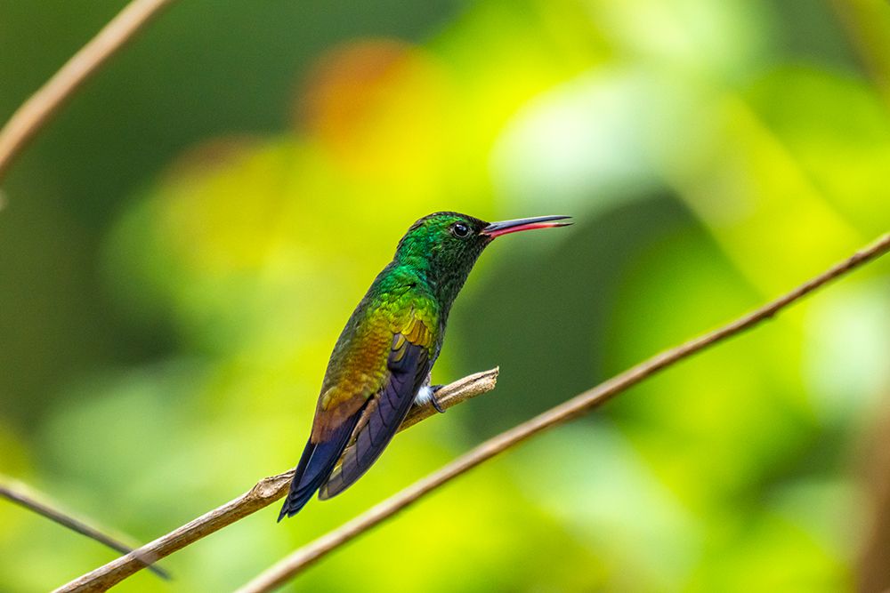 Wall Art Painting id:603895, Name: Trinidad. Copper-rumped hummingbird in Yerette refuge., Artist: Jaynes Gallery