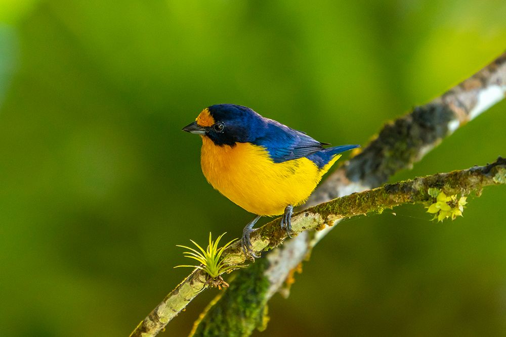 Wall Art Painting id:603896, Name: Trinidad. Violaceous euphonia bird close-up., Artist: Jaynes Gallery