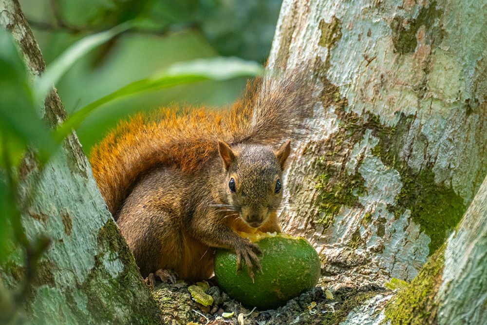 Wall Art Painting id:603897, Name: Trinidad. Close-up of red-tailed squirrel in tree eating fruit., Artist: Jaynes Gallery