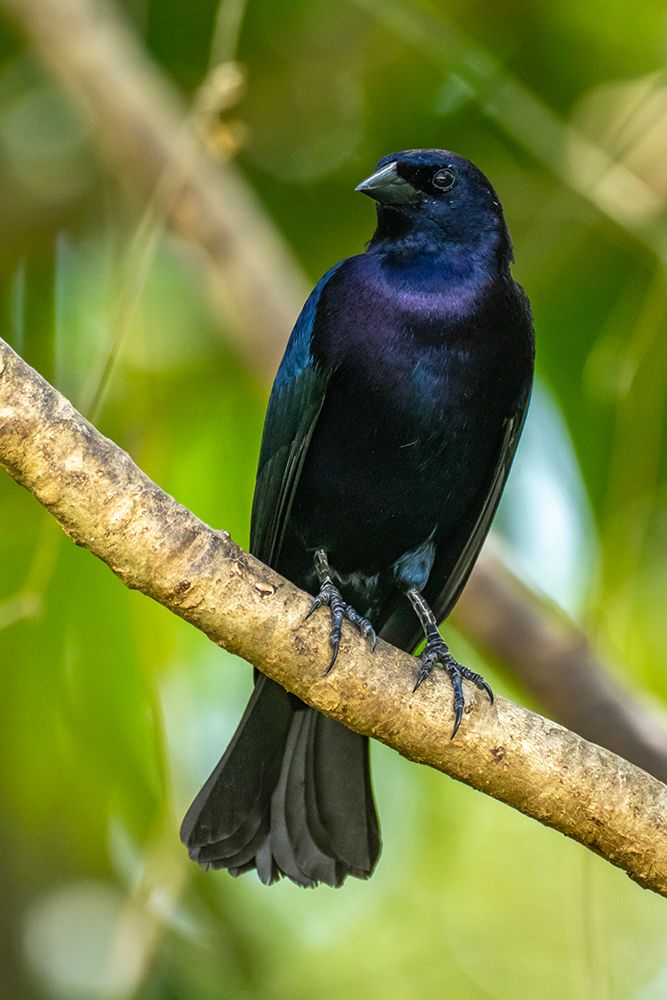 Wall Art Painting id:603898, Name: Trinidad. Close-up of shiny cowbird on limb., Artist: Jaynes Gallery