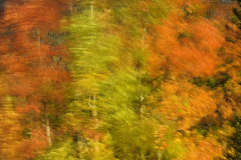 Wall Art Painting id:128629, Name: Canada, Alberta, Banff NP Wind-blown poplars, Artist: Grandmaison, Mike