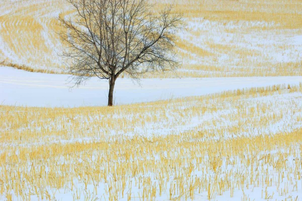 Wall Art Painting id:128525, Name: Canada, Alberta Lone tree in snowy field, Artist: Grandmaison, Mike