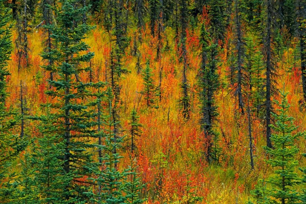 Wall Art Painting id:128464, Name: Canada, Alberta Autumn in a meadow, Artist: Grandmaison, Mike