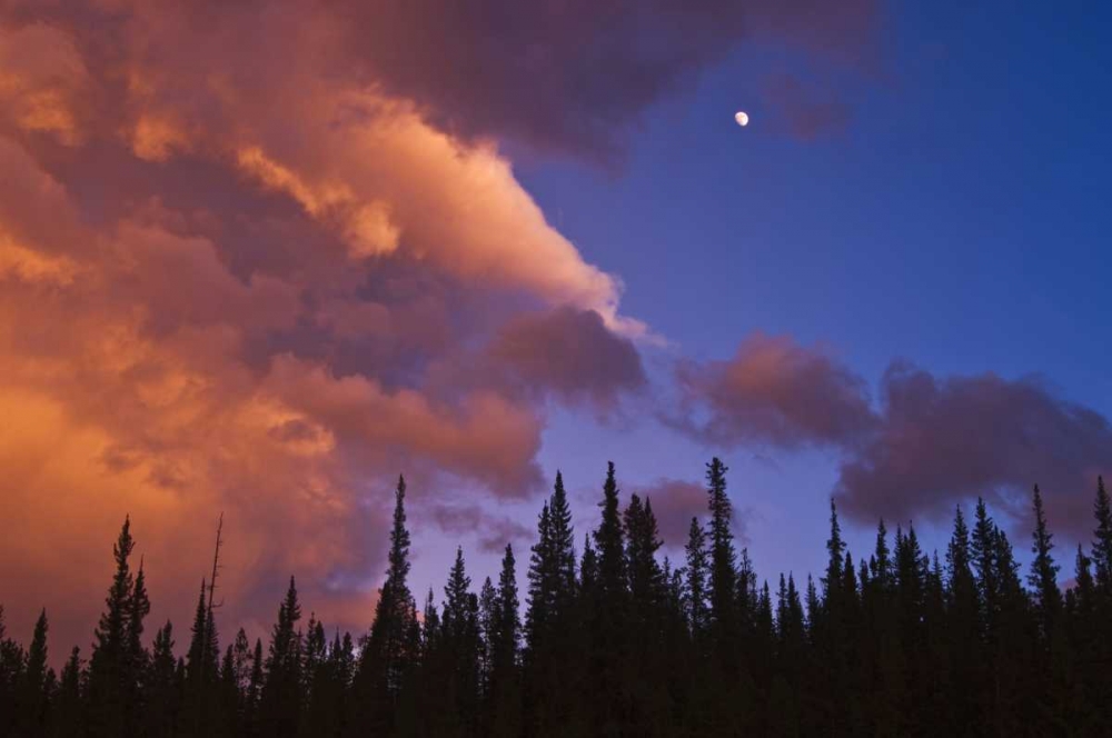 Wall Art Painting id:128655, Name: Canada, Alberta, Jasper NP Clouds over forest, Artist: Grandmaison, Mike