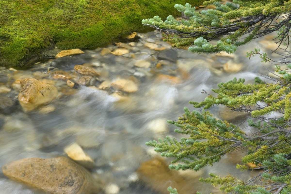 Wall Art Painting id:132957, Name: Canada, BC, Yoho NP Stream and pine branches, Artist: Paulson, Don