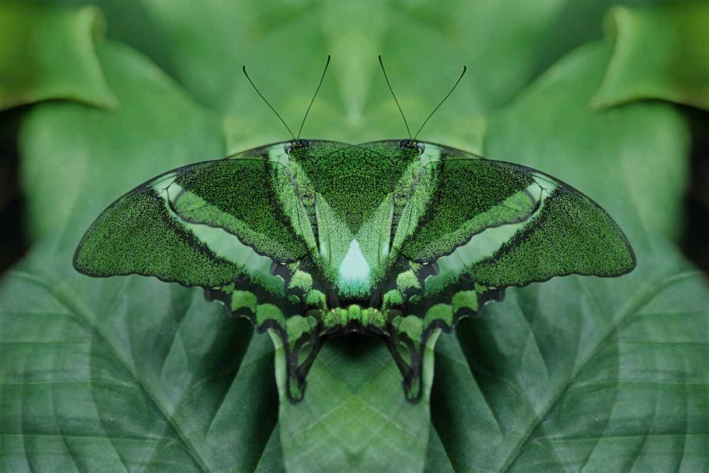 Wall Art Painting id:126995, Name: Canada, Victoria, Green butterfly montage, Artist: Bush, Marie