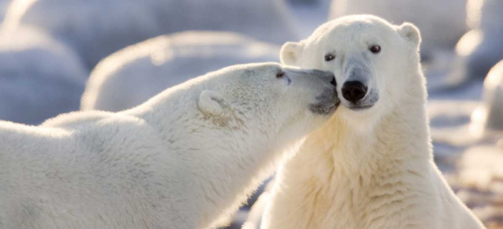 Wall Art Painting id:130138, Name: Canada, Manitoba, Churchill Polar bear kiss, Artist: Kaveney, Wendy