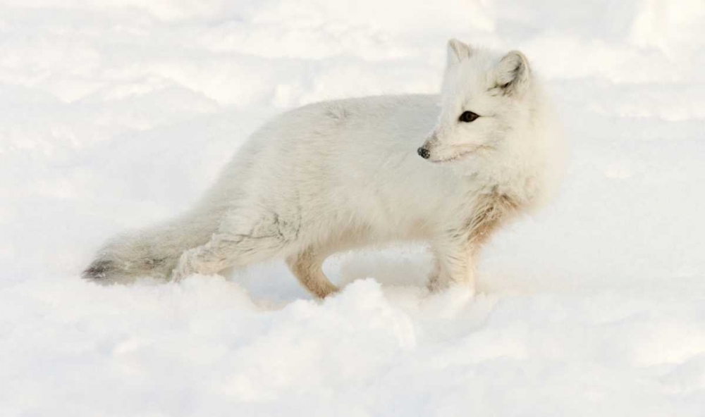 Wall Art Painting id:130454, Name: Canada, Manitoba, Hudson Bay Arctic fox in snow, Artist: Kaveney, Wendy