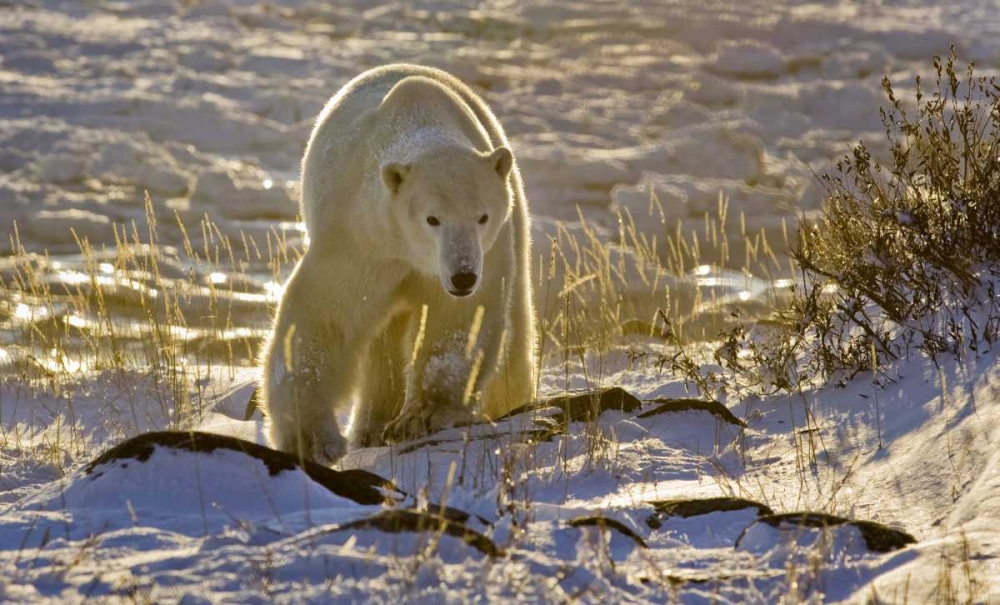 Wall Art Painting id:130377, Name: Canada, Manitoba, Churchill Backlit polar bear, Artist: Kaveney, Wendy