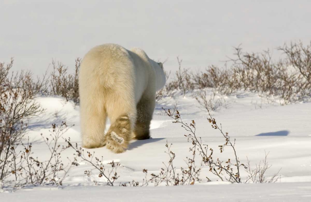 Wall Art Painting id:130378, Name: Canada, Manitoba, Churchill Walking polar bear, Artist: Kaveney, Wendy