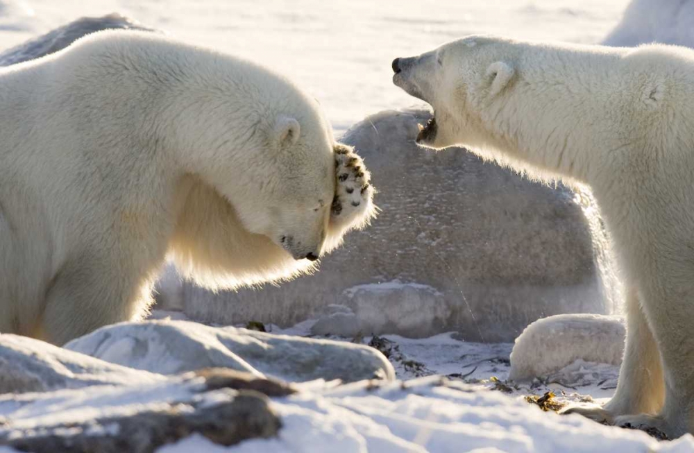 Wall Art Painting id:130382, Name: Canada, Churchill Two polar bears share a joke, Artist: Kaveney, Wendy