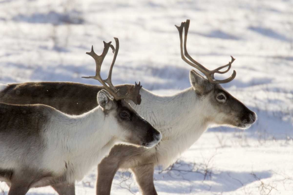 Wall Art Painting id:129982, Name: Canada, Manitoba, Hudson Bay Two caribou, Artist: Kaveney, Wendy