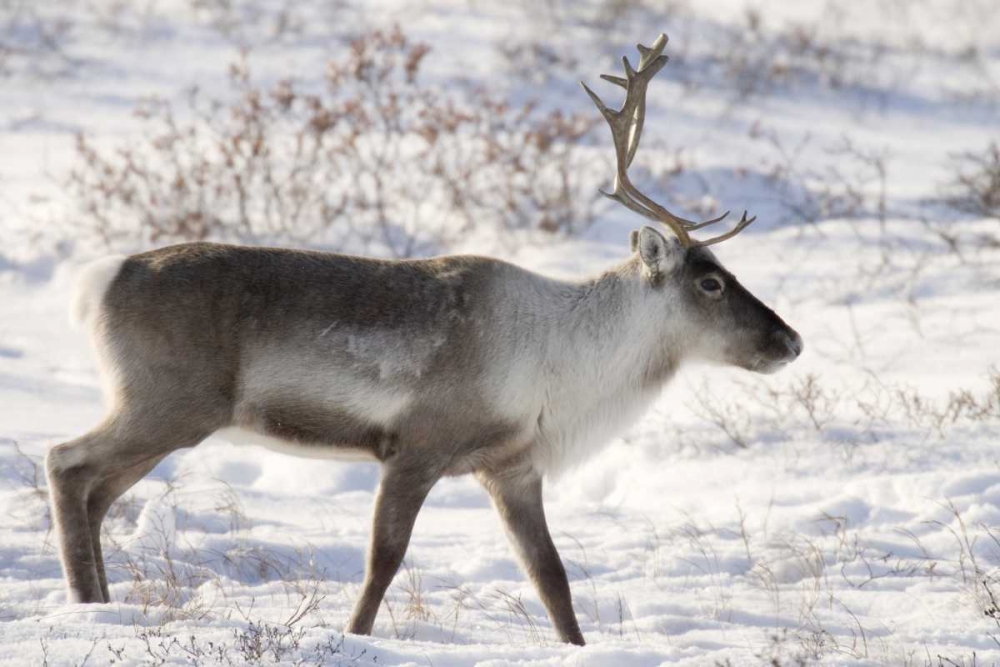 Wall Art Painting id:130142, Name: Canada, Manitoba, Caribou in snowy landscape, Artist: Kaveney, Wendy