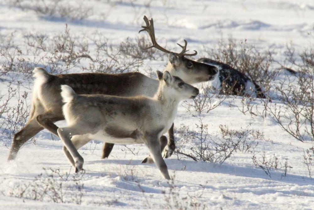 Wall Art Painting id:129995, Name: Canada, Manitoba, Caribou starting to run, Artist: Kaveney, Wendy