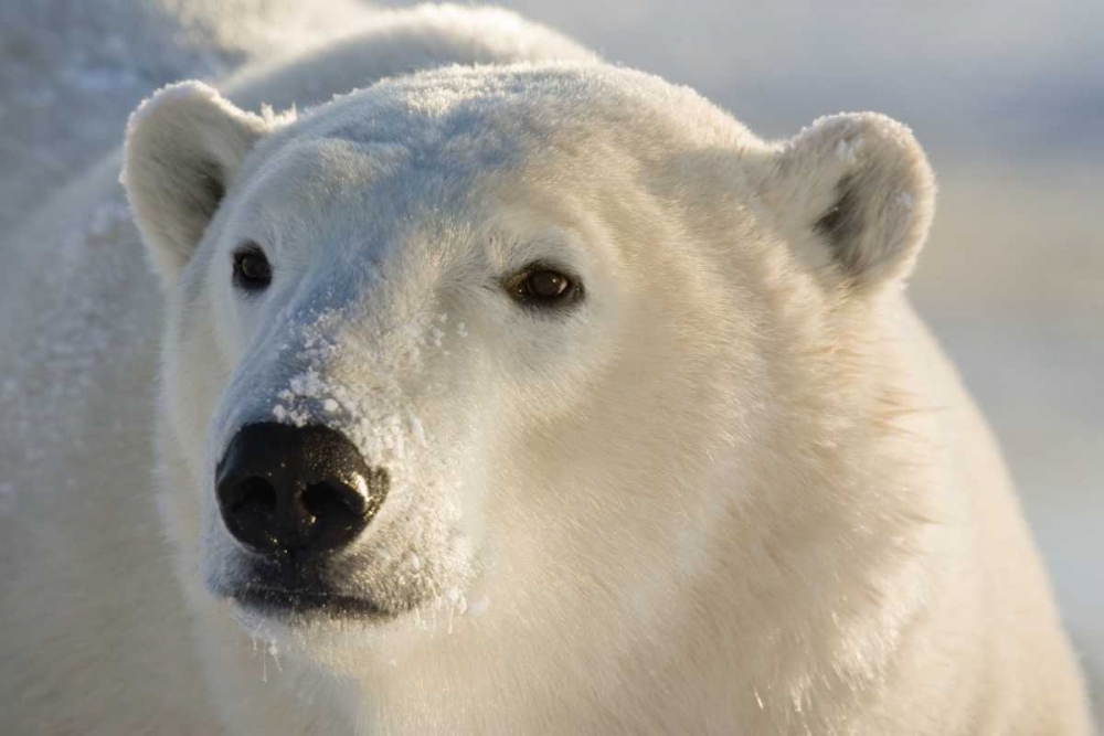 Wall Art Painting id:129991, Name: Canada, Churchill Portrait of polar bear, Artist: Kaveney, Wendy