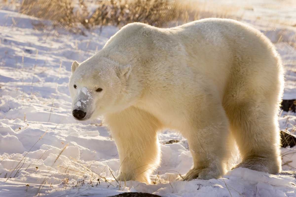 Wall Art Painting id:130219, Name: Canada, Churchill Polar bear walking in snow, Artist: Kaveney, Wendy