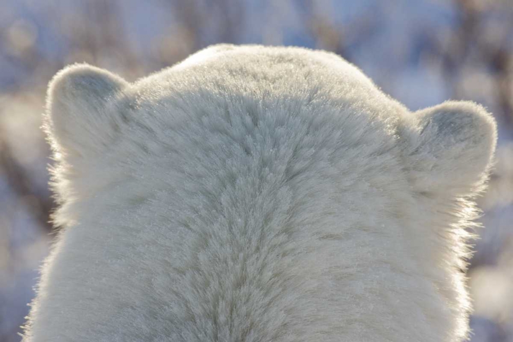 Wall Art Painting id:130143, Name: Canada, Churchill Back of polar bears head, Artist: Kaveney, Wendy