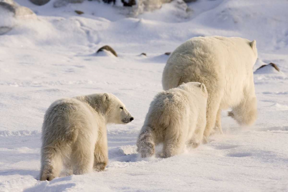 Wall Art Painting id:130515, Name: Canada, Churchill Polar bear cubs follow mother, Artist: Kaveney, Wendy