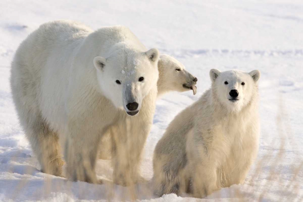 Wall Art Painting id:130591, Name: Canada, Churchill Mother polar bear and two cubs, Artist: Kaveney, Wendy