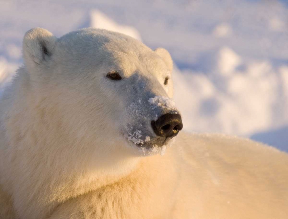 Wall Art Painting id:129931, Name: Canada, Manitoba, Churchill Polar bear, Artist: Kaveney, Wendy