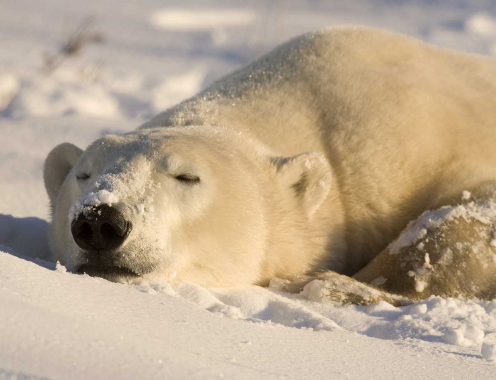 Wall Art Painting id:130461, Name: Canada, Manitoba, Churchill Sleeping polar bear, Artist: Kaveney, Wendy