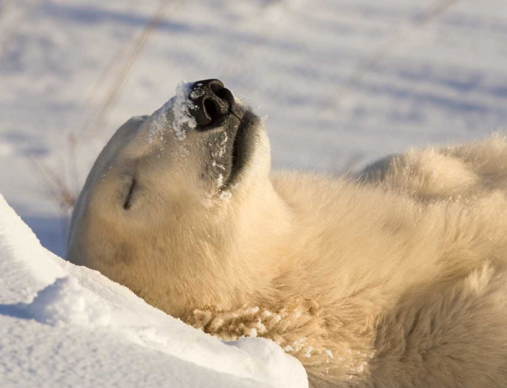 Wall Art Painting id:130462, Name: Canada, Manitoba, Churchill Sleeping polar bear, Artist: Kaveney, Wendy