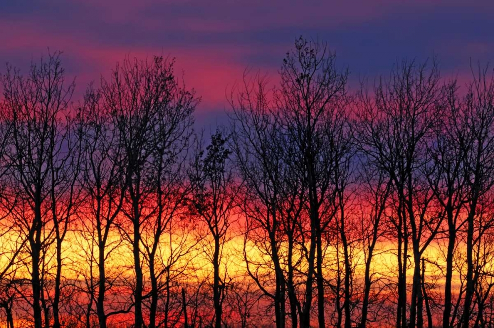 Wall Art Painting id:128630, Name: Canada, Matclock Trees and clouds at sunrise, Artist: Grandmaison, Mike