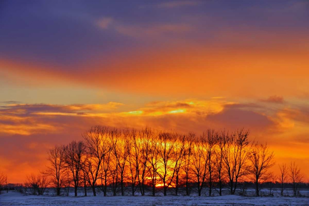 Wall Art Painting id:128686, Name: Canada, Altona Trees at sunrise on the prairie, Artist: Grandmaison, Mike