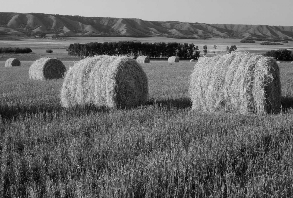 Wall Art Painting id:128553, Name: Canada, Manitoba, rolled hay bales in field, Artist: Grandmaison, Mike
