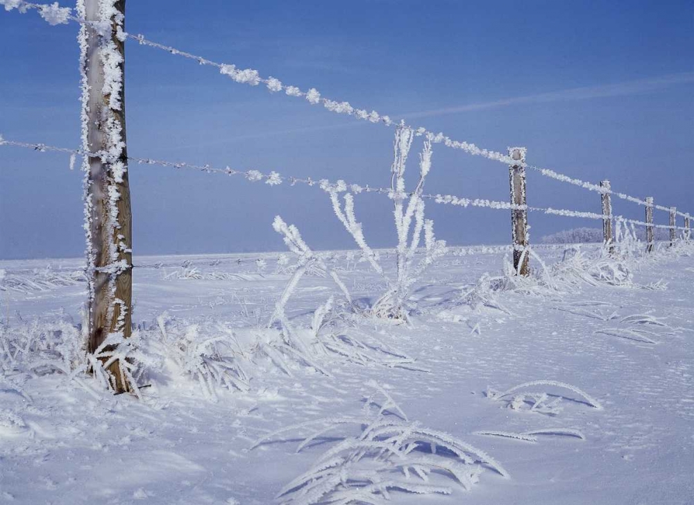 Wall Art Painting id:128615, Name: Canada, Manitoba, Dugald, hoarfrost and fence, Artist: Grandmaison, Mike