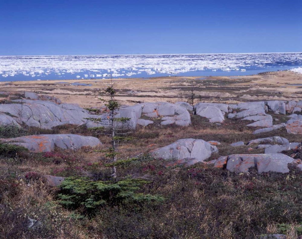 Wall Art Painting id:128652, Name: Canada, Manitoba, Churchill, Ice floe floating, Artist: Grandmaison, Mike