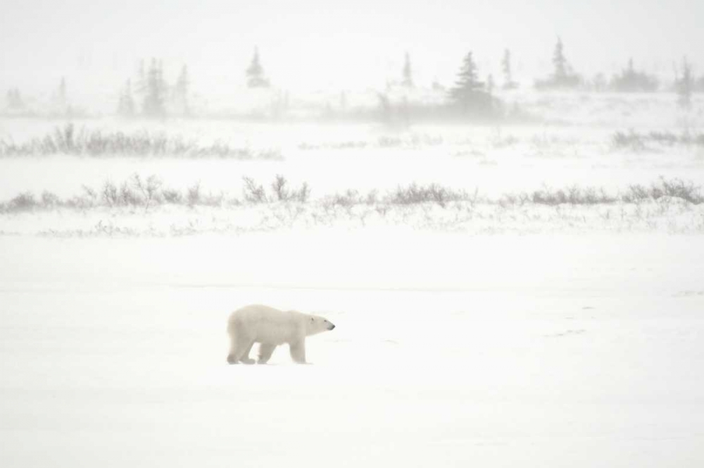 Wall Art Painting id:128682, Name: Canada, Churchill Polar bear walking on tundra, Artist: Grandmaison, Mike