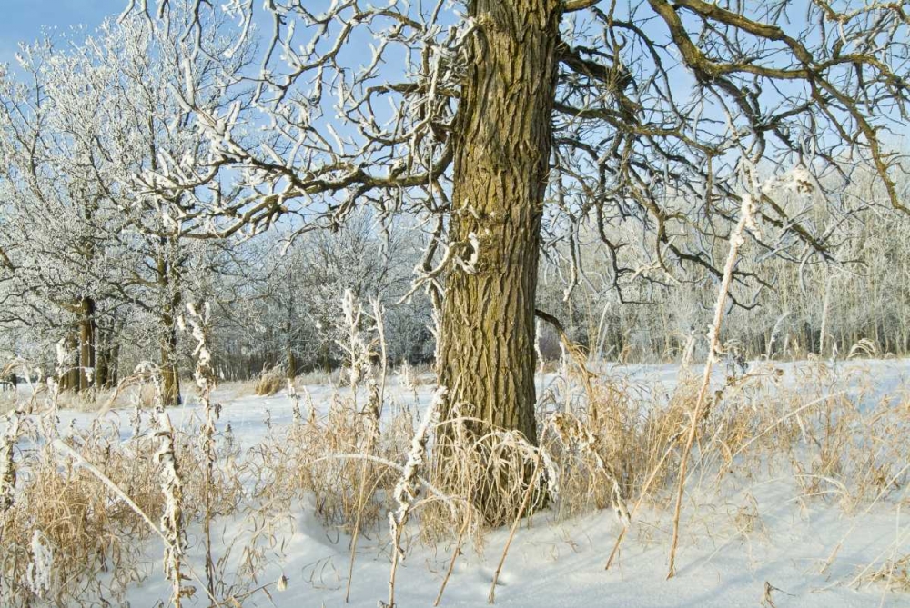 Wall Art Painting id:128692, Name: Canada, Winnipeg Hoarfrost at Seine River edge, Artist: Grandmaison, Mike