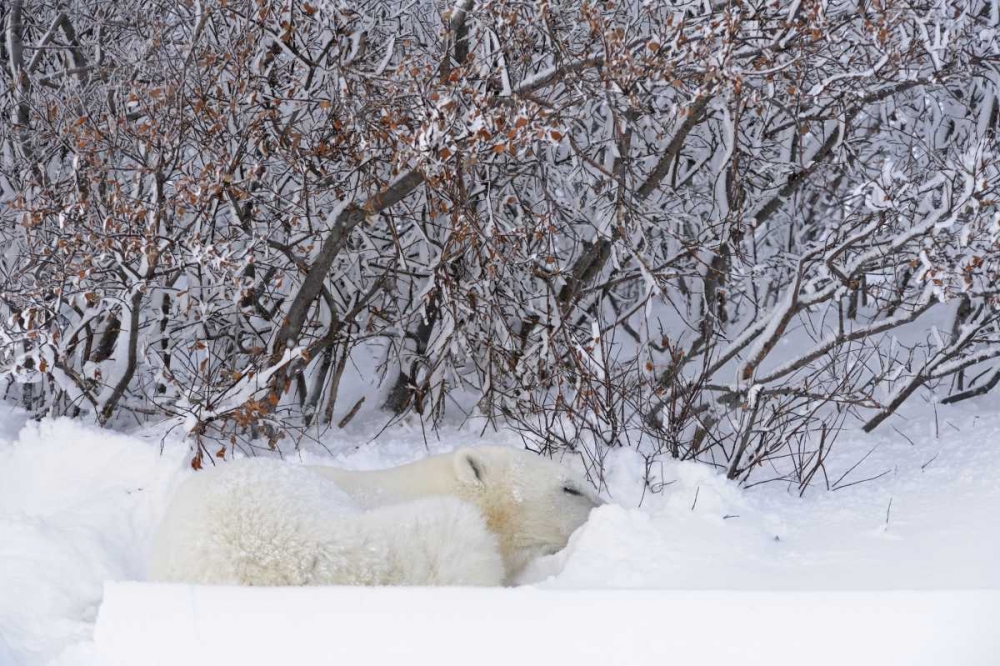 Wall Art Painting id:128657, Name: Canada, Churchill Polar bear sleeping in snow, Artist: Grandmaison, Mike