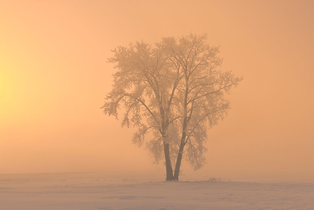 Wall Art Painting id:399763, Name: Canada-Manitoba-Dugald Hoarfrost covered cottonwood tree in fog at sunrise, Artist: Jaynes Gallery